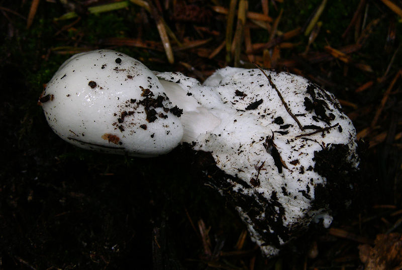 Amanita virosa (Lamark) Bertillon